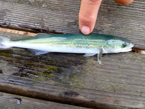 Sablefishon Wooden Deck Wallpaper