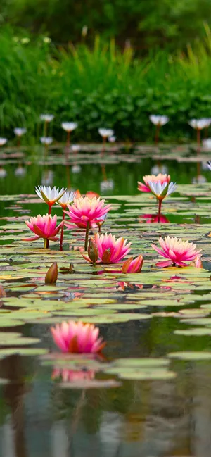 Sacred Lotus Pond Aesthetic Wallpaper