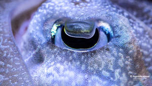 Sad-looking Eye Of A Cuttlefish Wallpaper