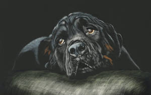 Sad Rottweiler Digital Art Wallpaper