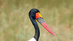 Saddlebilled Stork Close Up Wallpaper