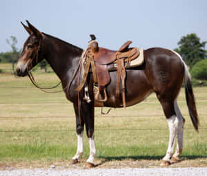 Saddled Mule Standingin Field Wallpaper