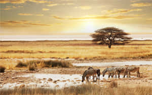 Safari Sunset Zebras Watering Hole Wallpaper