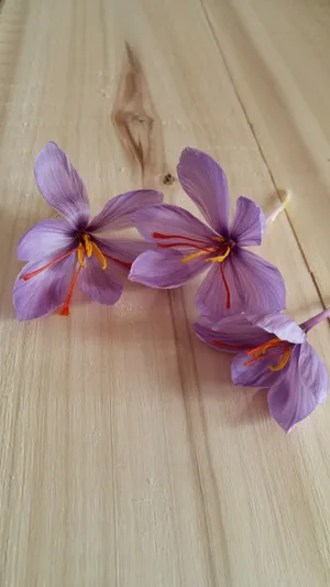 Saffron Crocus On Wood Wallpaper