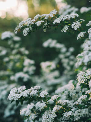 Sage Green Floral Aesthetic.jpg Wallpaper