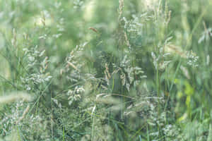 Sage Green Meadow Grasses Wallpaper