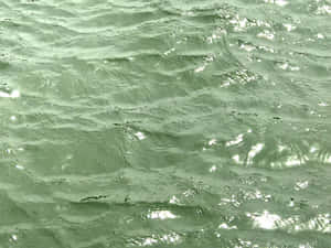 Sage Green Water Texture Wallpaper