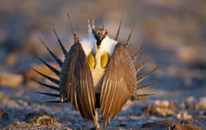 Sage Grouse Displaying Plumage Wallpaper