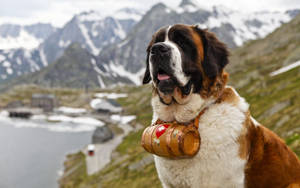 Saint Bernard Dog With Barrel Muzzle Wallpaper