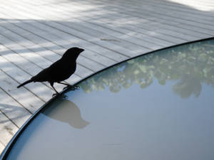 Saint Lucia Black Finch Wallpaper