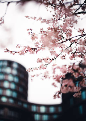 Sakura In The City, Springtime In Japan Wallpaper