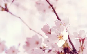 Sakura Pink Flower Wallpaper