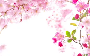 Sakura Tree Defocused Shot Wallpaper