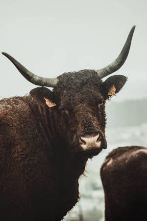 Salers Cattle Ox Wallpaper