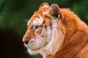 Salient Fur Tiger Wallpaper