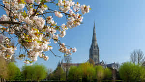 Salisbury Cathedral Spring Blossoms Wallpaper