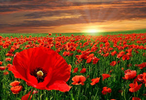 Salisbury Poppy Field Wallpaper