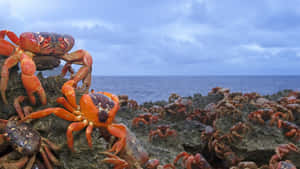 Sally Lightfoot Crab Migration.jpg Wallpaper