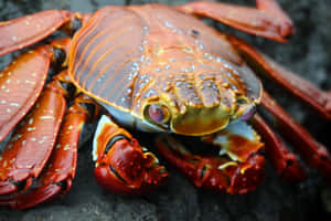 Sally Lightfoot Crabon Rocks Wallpaper