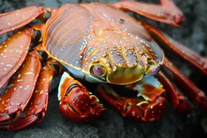 Sally Lightfoot Crabon Rocks Wallpaper