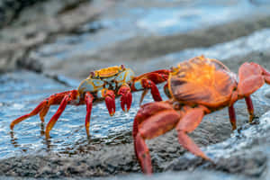 Sally Lightfoot Crabs Galapagos Wallpaper