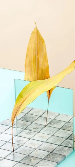 Samsung A51 Standing Leaves On Tiles Wallpaper