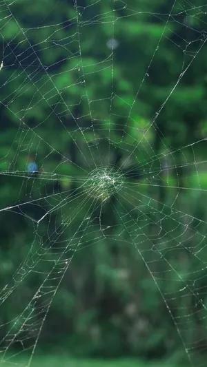 Samsung Galaxy S7 Edge Spiderweb Wallpaper