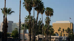 San Bernardino Cityscape Palm Trees Wallpaper