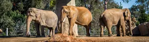 San Diego Zoo Trio Of Elephants Wallpaper