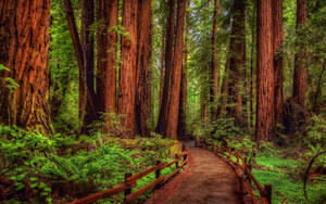 San Francisco Muir Woods Wallpaper