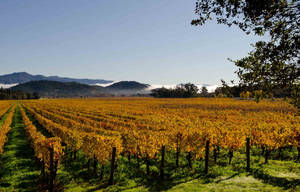 San Francisco Napa Valley Wallpaper