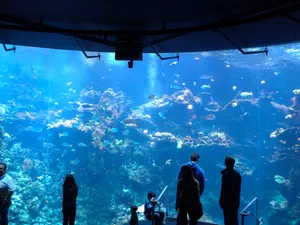 San Francisco Steinhart Aquarium Wallpaper