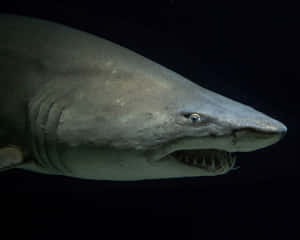 Sand Shark Close Up Wallpaper