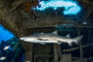 Sand Shark Sunken Shipwreck Wallpaper