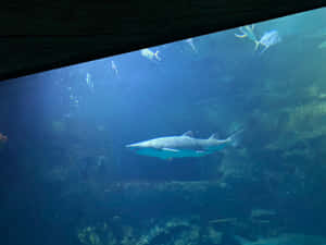 Sand Shark Swimming Aquarium Wallpaper