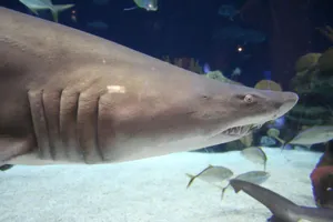 Sand Shark Swimming Aquarium Wallpaper