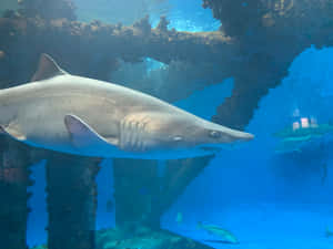 Sand Shark Swimming Aquarium Wallpaper