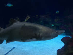 Sand Shark Swimming Aquarium Wallpaper