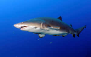 Sand Shark Swimming Blue Ocean Wallpaper