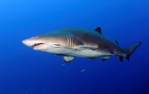 Sand Shark Swimming Blue Ocean Wallpaper