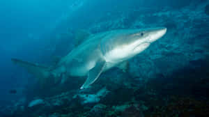 Sand Shark Swimming Underwater Wallpaper