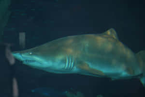 Sand Shark Swimming Underwater.jpg Wallpaper