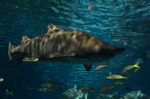 Sand Shark Swimming Underwater.jpg Wallpaper