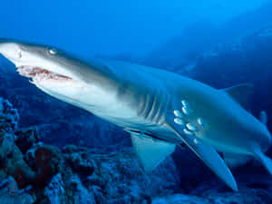 Sand Shark Swimming Underwater.jpg Wallpaper