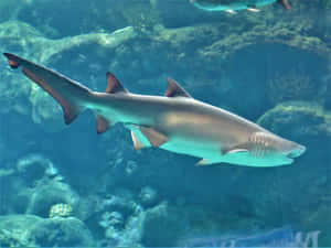 Sand Shark Swimming Underwater.jpg Wallpaper