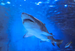 Sand Shark Swimming Underwater.jpg Wallpaper