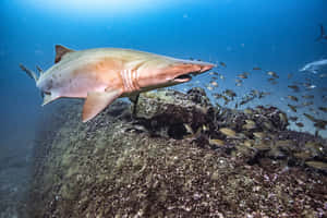 Sand Shark Swimming Underwater.jpg Wallpaper