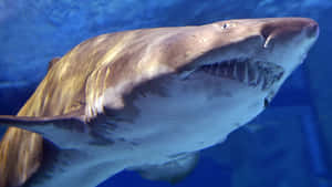 Sand Shark Underwater Closeup Wallpaper