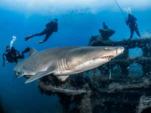 Sand Shark With Divers Wallpaper