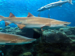 Sand Sharks Swimming Underwater.jpg Wallpaper